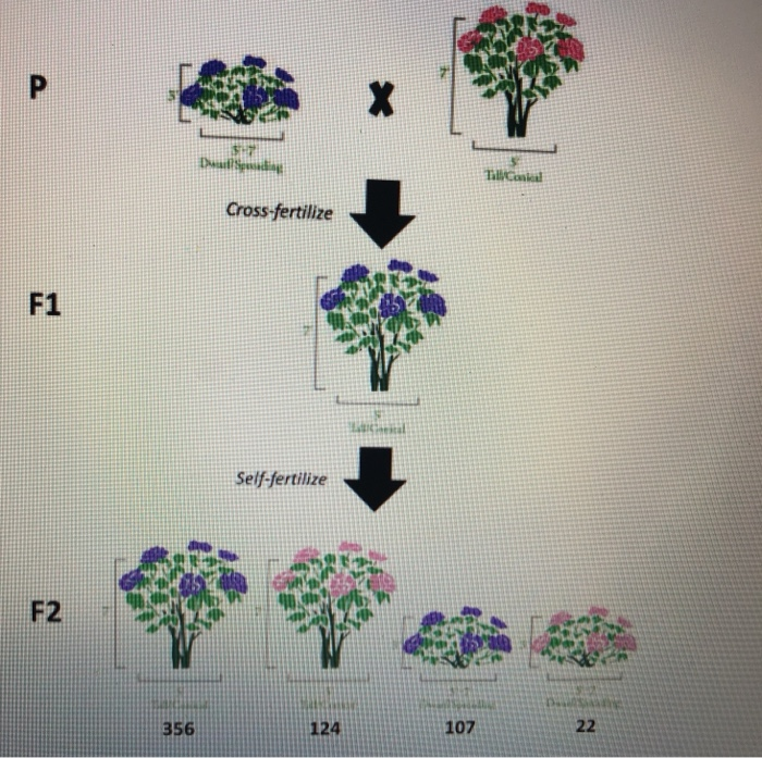 Cross-fertilize F1 Self-fertilize 356 124 107