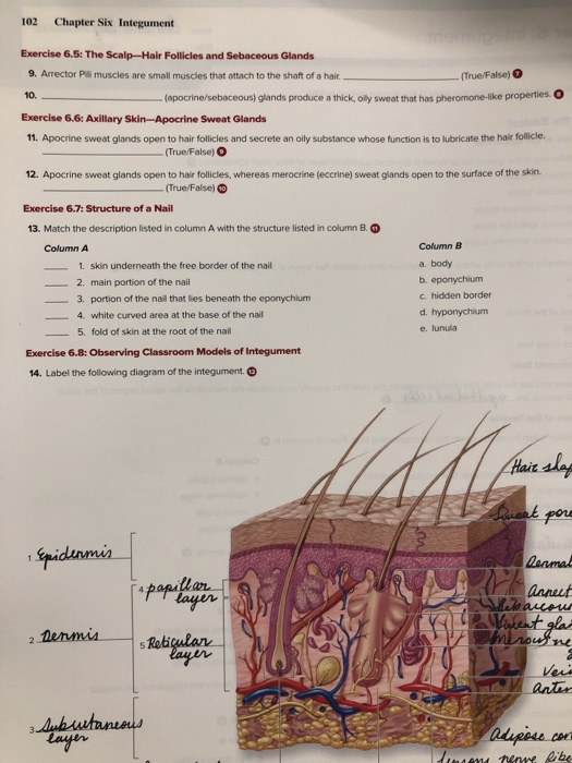 102 Chapter Six Integument Exercise 6.5: The Scalp-Hair Follicles and Sebaceous Glands 9. Arrector Pilli muscles are small muscles that attach to the shaft of a hair True/False) (apocrine/sebaceous) glands produce a thick, oily sweat that has pheromone-like properties O 10. Exercise 6.6: Axillary Skin-Apocrine Sweat Glands 11. Apocrine sweat glands open to hair follicles and secrete an oily substance whose function is to lubricate the hair follicle. (True/False)O 12. Apocrine sweat glands open to hair follicles, whereas merocrine (eccrine) sweat glands open to the surface of the skin. (True/False) Exercise 6.7: Structure of a Nail 13. Match the description listed in column A with the structure listed in column B. Column B a. body b. eponychium c. hidden border d. hyponychium e. lunula Column A 1. skin underneath the free border of the nail 2. main portion of the nail 3. portion of the nail that lies beneath the eponychium 4. white curved area at the base of the nail 5. fold of skin at the root of the nal Exercise 6.8: Observing Classroom Models of Integument 14. Label the following diagram of the integument. anneut ne antan 04사w.tary