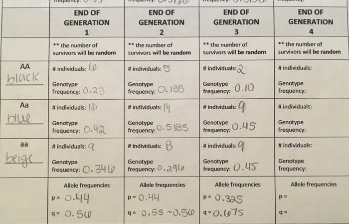 END OF GENERATION END OF GENERATION 2 END OF GENERATION END OF GENERATION 4 the number of * the number of # individuals: 3 Genotype.10 the number of survivors will be random survivors will be random survivors will be random survivors will be random *the number of # individuals: # individuals: 1#individuals:(0 black Genotype frequency frequency: O.23 # individuals: 1 Genotype frequency: O. 135 .10 Genotype Aa # individuals: # individuals: # individuals: 0.45 Genotype frequency: Genotype 0.5 β5 | frequency: Genotype frequency:0 # individuals: 9 Genotype frequency: # individuals: Genotype # individuals: # individuals: or 0tenuenar 0, fesuenteaensn Genotype Genotype frequency: frequency:O frequency: Allele frequencies Allele frequencies Allele frequencies Allele frequencies p 0.4 q 0.SSO.Sq o.t07s р о.uy p 0.3a