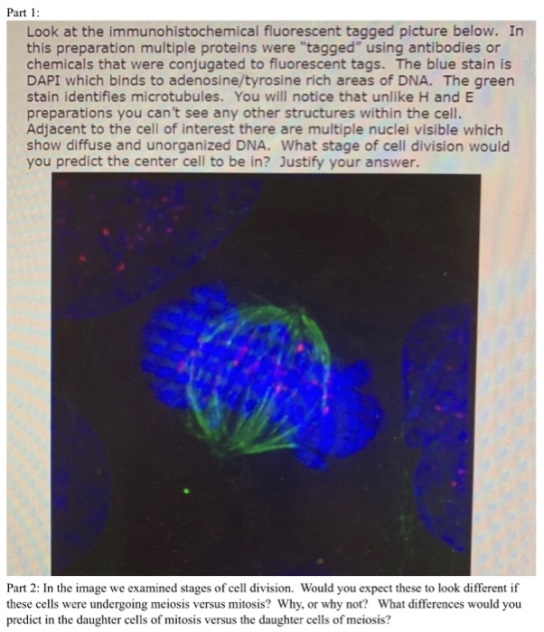 Part 1 Look at the immunohistochemical fluorescent tagged picture below. In this preparation multiple proteins were tagged using antibodies or chemicals that were conjugated to fluorescent tags. The blue stain is DAPI which binds to adenosine/tyrosine rich areas of DNA. The green stain identifies microtubules. You will notice that unlike H and E preparations you cant see any other structures within the cell. Adjacent to the cell of interest there are multiple nuclei visible which show diffuse and unorganized DNA. What stage of cell division would you predict the center cell to be in? Justify your answer. Part 2: In the image we examined stages of cell division. Would you expect these to look different if these cells were undergoing meiosis versus mitosis? Why, or why not? What differences would you predict in the daughter cells of mitosis versus the daughter cells of meiosis?