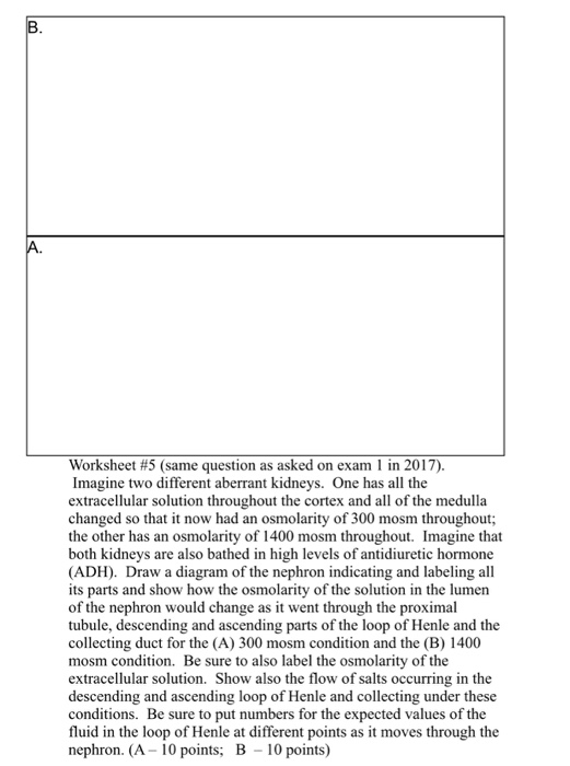 Worksheet #5 (same question as asked on exam l in 2017) Imagine two different aberrant kidneys. One has all the extracellular solution throughout the cortex and all of the medulla changed so that it now had an osmolarity of 300 mosm throughout; the other has an osmolarity of 1400 mosm throughout. Imagine that both kidneys are also bathed in high levels of antidiuretic hormone (ADH) Draw a diagram of the nephron indicating and labeling all its parts and show how the osmolarity of the solution in the lumen of the nephron would change as it went through the proximal tubule, descending and ascending collecting duct for the (A) 300 mosm condition and the (B) 1400 mosm condition. Be sure to also label the osmolarity of the extracellular solution. Show also the flow of salts occurring in the descending and ascending loop of Henle and collecting under these conditions. Be sure to put numbers for the expected values of the fluid in the loop of Henle at different points as it moves through the nephron. (A 10 points; B 10 points) parts of the loop of Henle and the