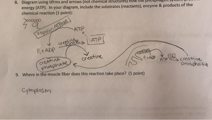 8. Diagram using terms and arrows (not chemical structures) how the pinuspibgeincm energy (ATP). In your diagram, include the