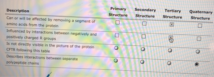 PrimarySecondary Tertiary Quaternary Structure Structure StructureStructure Description Can or will be affected by removing a segment of amino acids from the protein Influenced by interactions between negatively and positively charged R groups Is not directly visible in the picture of the protein CFTR following this table Describes interactions between separate polypeptide chains