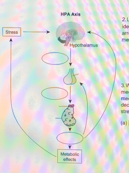 HPA Axis 2.L ide arn me Stress | Hypothalamus 3.W me me dec stre Metabolic effects